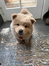 Unreal 7 week old Chow puppy : r/BestOfWholesomeSubs