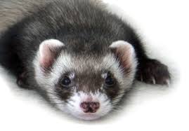 Cat food does not have enough protein. Best Cat Food For Ferrets 2021 Review Can Pet Ferret Eat Kitten Food