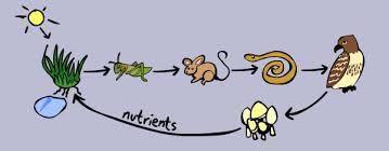 All three methods work the same way. Bigger Food Chains Kid S Corner
