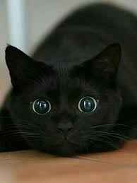 Nunca Confie Em Um Gato Quando Os Olhos Estiverem Assim E Fofo E E Perigoso Tbem E Cute Cats Baby Animals Pretty Cats