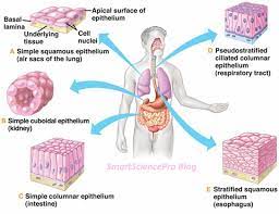 Epithelial Tissue Epithelial Tissues Tissue Biology Human Anatomy And Physiology Body Tissues