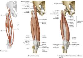 Hip muscles the hip joint is surrounded by several muscles, including: Hip Thigh Atlas Of Anatomy