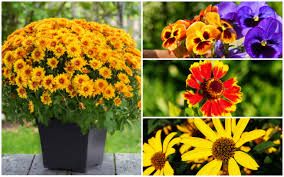 See more ideas about fall plants, plants, fall. 10 Lovely Plants That Bloom In The Fall Garden Lovers Club