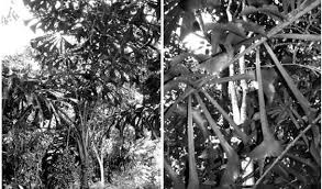 Image result for Aiphanes