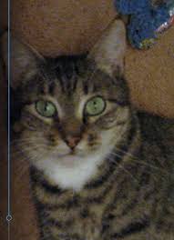 Cat adoption team is the largest nonprofit, adoption guarantee cat shelter in the pacific northwest. 2 Yo F Tabby Tortoiseshell Torbie Cat For Adoption Denver Co Fixed Shots Healthy Supplies Included