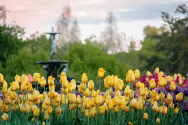 Best in full sun, but will tolerate light shade. When To Plant Flower Bulbs In Minnesota Outdoor Living Southview Design