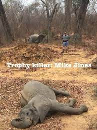 Georgia Businessman Snapped Posing With Gun Over Two Dead Elephants Claims He Shot Them In Self Defense Meaww