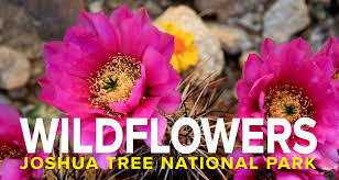 Cactus flowering in a dead joshua tree. Wildflowers Joshua Tree Visitors Guide