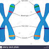 A segment of dna that has the ability to code for a specific trait. Https Encrypted Tbn0 Gstatic Com Images Q Tbn And9gcsauh0z Taywmjbe1ppnrwuq0kg015pvjkxwif4gdl465a3tmak Usqp Cau