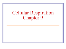 Cellular Respiration Chapter 9