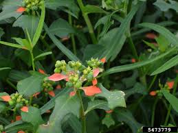 Image result for Euphorbia heterophylla