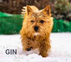 Norwich terrier is one of the smallest of all terriers. Of Humans Best Friend Norwich Terrier Von Sandra Bischoff Home Facebook