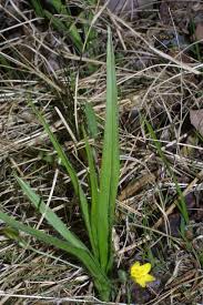 Image result for Hypoxis