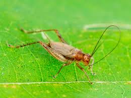 Image result for Tridactyle inaequilonga