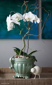 Maybe you would like to learn more about one of these? How To Style An Orchid Plant Lia Griffith