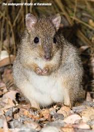 Australian Wildlife Conservancy Australia Animals Australian Animals Australian Wildlife