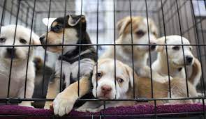 I'm looking for a loving and caring person that has plenty of time to play and care… Massachusetts Close The Puppy Mill To Pet Shop Pipeline Animal Legal Defense Fund