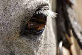 Can Horses See In The Dark Irish Sport Horse Magazine