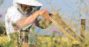 Dintre ideile de afaceri profitabile pentru tineri aceasta este una care necesita o investitie minima si anume un set de pictura pe fata, care este sub 40 lei. Fagurele Cu Miere O Mica Afacere Care Iti Ofera Timp Pentru Familie