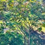 Image result for Dombeya acutangula