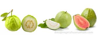 Vitamin c alami bisa diperoleh dari berbagai jenis buah dan sayur, seperti jeruk, yuzu, stroberi, raspberry, cabai, brokoli, dan kentang. Kandungan Gizi Buah Jambu Biji Guava Dan Manfaat Jambu Biji Bagi Kesehatan