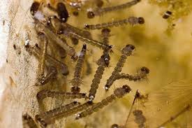 Jentik Jentik 600x400 Impiana