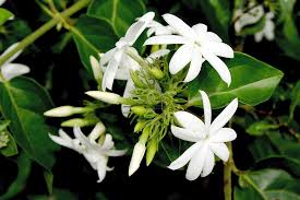 Image result for Jasminum multiflorum