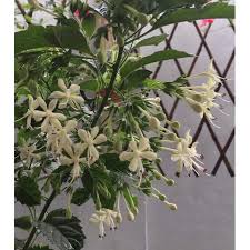 We did not find results for: Buy Pokok Bunga Wangi Kembang Bugang White Butterfly Seetracker Malaysia