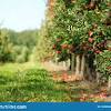 Twin orchards country store and orchards will help you ring in the fall season in style and with delicious food and drinks! Https Encrypted Tbn0 Gstatic Com Images Q Tbn And9gcqwc2c9dinwxzivcbrm48rb Hgy K5fwdpdhbusb M Usqp Cau