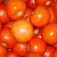Lauderdale County Tomato Festival
