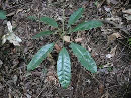 Image result for Astropanax polysciadius