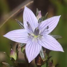 Image result for Swertia kilimandscharica