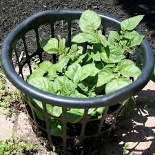 Growing Potatoes In A Laundry Basket Diy Potato Planter Potato Planters Growing Potatoes