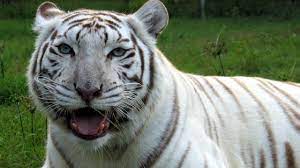 Maybe you would like to learn more about one of these? White Tigers Get The Facts Youtube