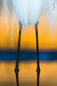 Wildlife Photographer Of The Year Lumix People S Choice Award Wildlife Photographer Of The Year Lumix People S Choice Shortlist 2019 In Pictures Bird Photo Wildlife Photography Photography Awards