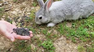 Himalayan rock salt, natural salt, natural rock salt is a blessing and one needs to get full benifit of this blessing. Can Rabbits Eat Salted Sunflower Seeds Expert Vet Advice