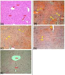 Image result for Markhamia tomentosa