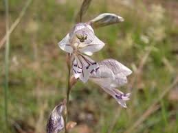 Image result for Gladiolus pretoriensis