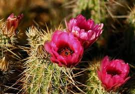 Find 88 photos of the 2814 e cactus rd home on zillow. Cactus And Cactus Flowers Photos From Phoenix Arizona