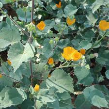 Image result for Abutilon