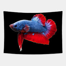 Detailed below you will find the different terms put to these tail types, patterns and colours and how some of them have come about. Betta Plakat Betta Tapestry Teepublic
