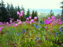 Check spelling or type a new query. Washington In Bloom 12 Spring Hikes For Wildflowers Washington Trails Association