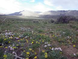 See more ideas about backyard landscaping, planting zones map, planting flowers. Nevada Bureau Of Land Management