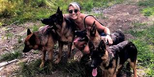 No inbreeding, dna profiled and. Finding Joy In Becoming Part Of The German Shepherd Pack Maine News