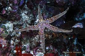 Image result for Gomphia