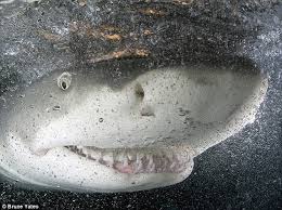 Image result for grinning shark