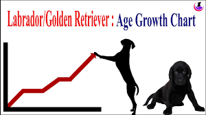 Labrador Golden Retriever Age Weight Growth Chart Ii Hindi Ii Dogandvet Ii
