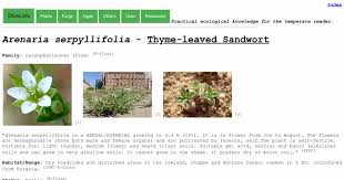 Image result for Cliffortia serpyllifolia