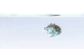 How To Keep The Fish In Your Aquarium From Getting Bored