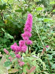 Image result for Spiraea douglasii
